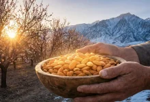 "طلای سبز مناطق سردسیر؛ نقشه راه جامع احداث باغ بادام مدرن و میلیاردی"