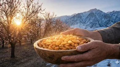 "طلای سبز مناطق سردسیر؛ نقشه راه جامع احداث باغ بادام مدرن و میلیاردی"