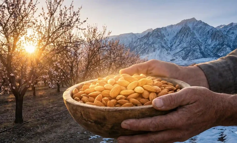 "طلای سبز مناطق سردسیر؛ نقشه راه جامع احداث باغ بادام مدرن و میلیاردی"