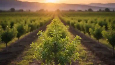 "لیست قیمت نهال بادام ۱۴۰۵ (خرید ارقام تجاری + ضمانت)"